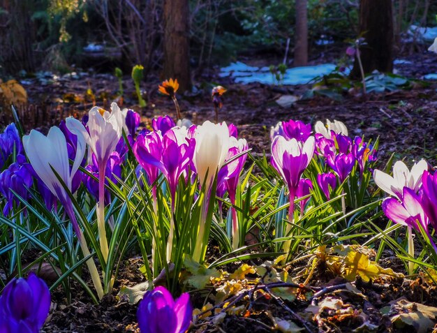 Multi-colored bright crocuses on rocky soil. the first spring\
flowers come to life after the snow melts.