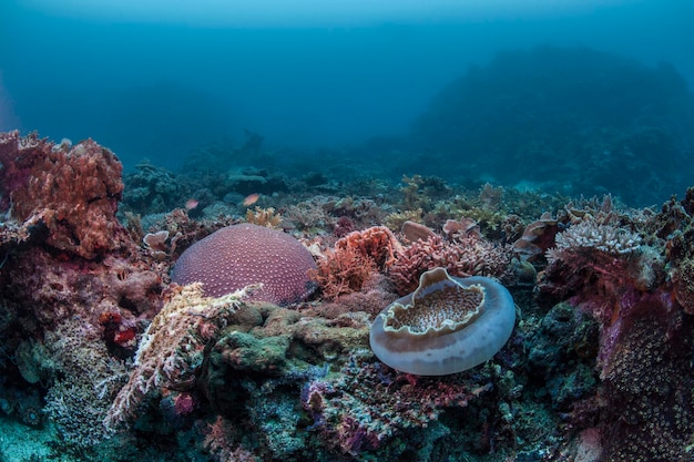 Многоцветные кораллы в глубине моря