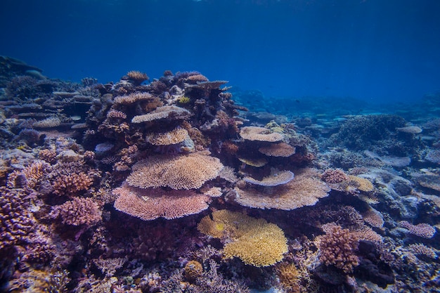 Foto coralli multicolori sott'acqua