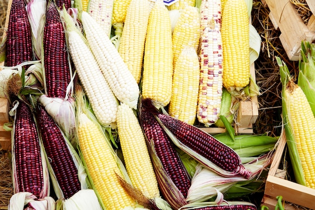 Multi-colored Corn