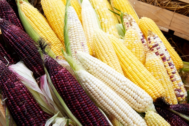 Multi-colored Corn