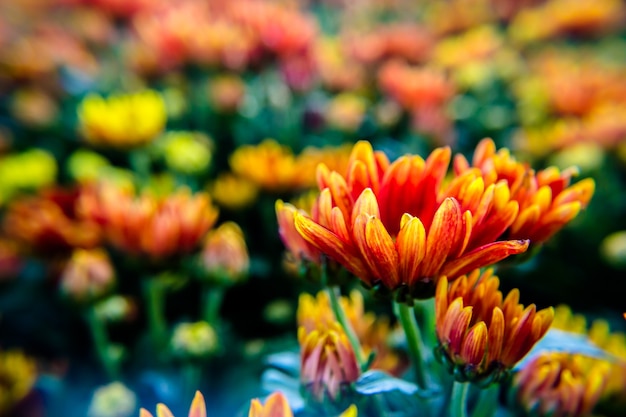 Multi-colored flowers in colorful flowers.