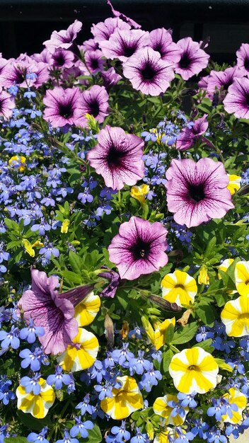 Photo multi colored flowers in garden