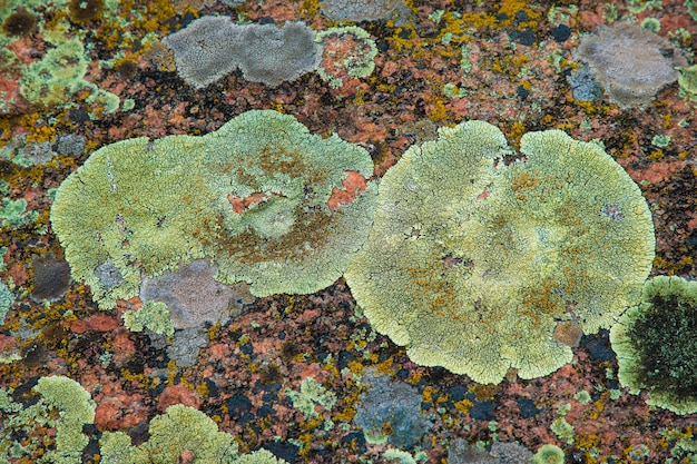 Multi-colored fragment fungus texture on the stones