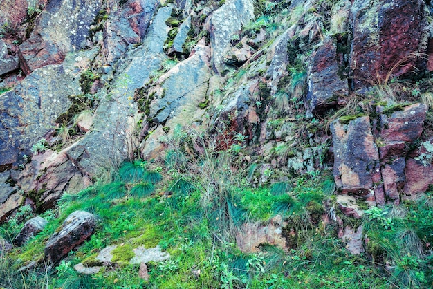 Multi-colored fungus texture on the stones