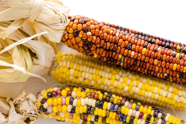 Multi colored indian corn made for Thanksgiving decoration.