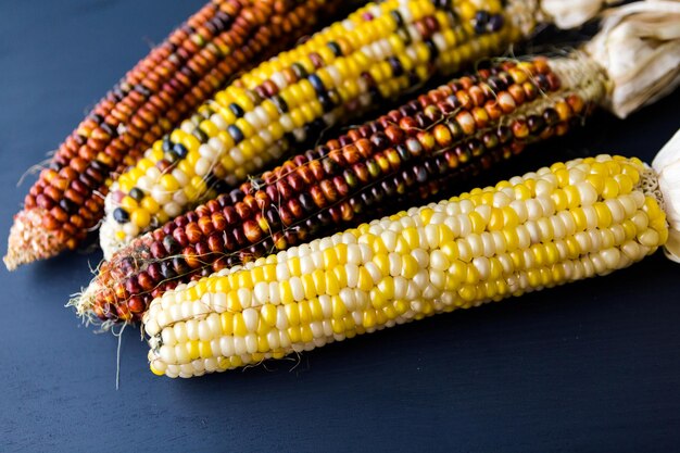 Разноцветная индийская кукуруза для украшения Дня благодарения.