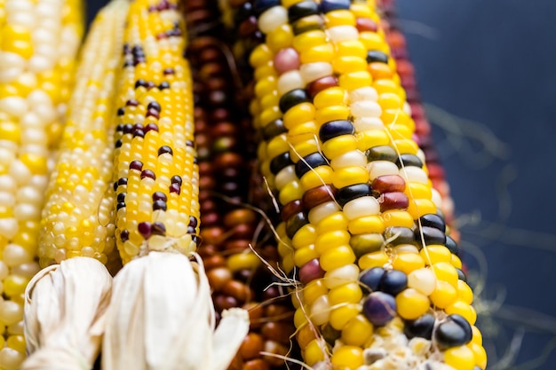 Multi colored indian corn made for Thanksgiving decoration.