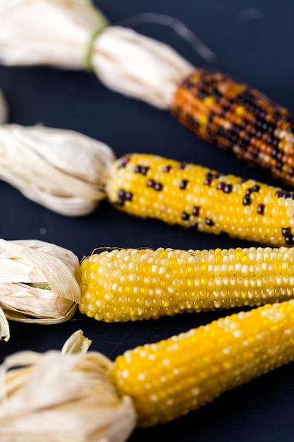 Разноцветная индийская кукуруза для украшения Дня благодарения.