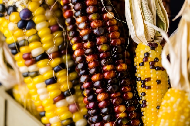 Multi colored indian corn made for Thanksgiving decoration.