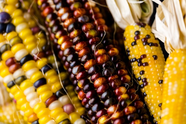 Multi colored indian corn made for Thanksgiving decoration.