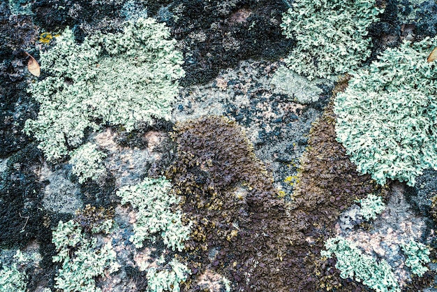 Multi-colored mold texture on the stones