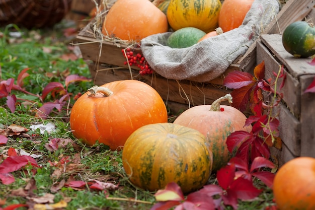 The multi-colored pumpkins lying on straw with a wooden box. autumn time