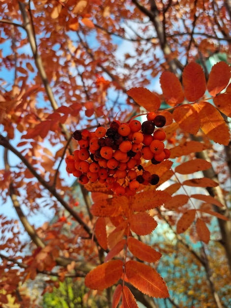 하늘을 배경으로 여러 가지 빛깔의 마가목 잎과 화산재.