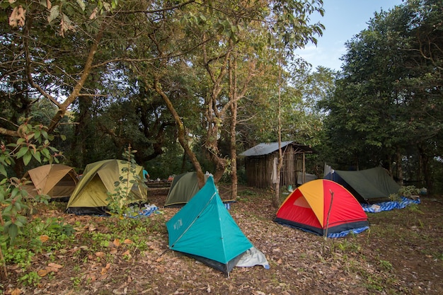 Photo multi colored tents amidst trees in forest