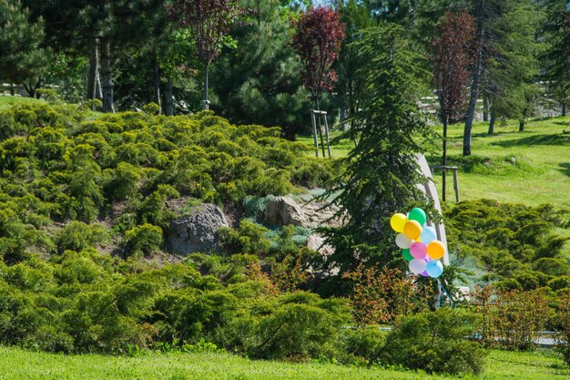 Multi colored trees in park