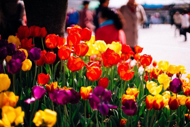 Photo multi colored tulips blooming in garden