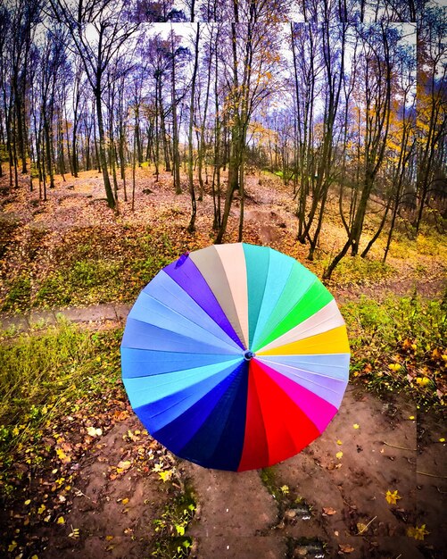 Photo multi colored umbrella on field in park