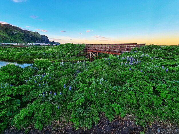 Multi colored in vik i myrdal