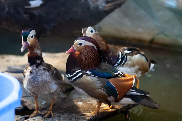 Multi-colored wild ducks near the reservoir.