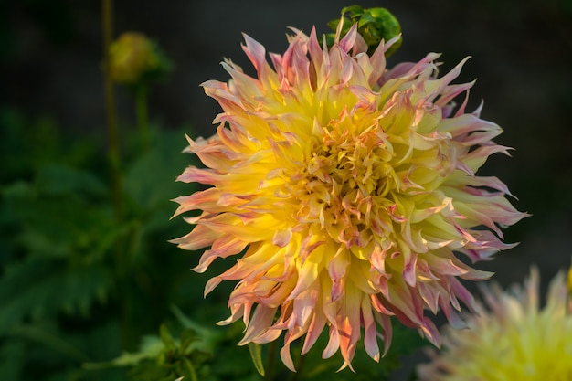 Multi-colored yellow pink dahlia flower on the bush, closeup