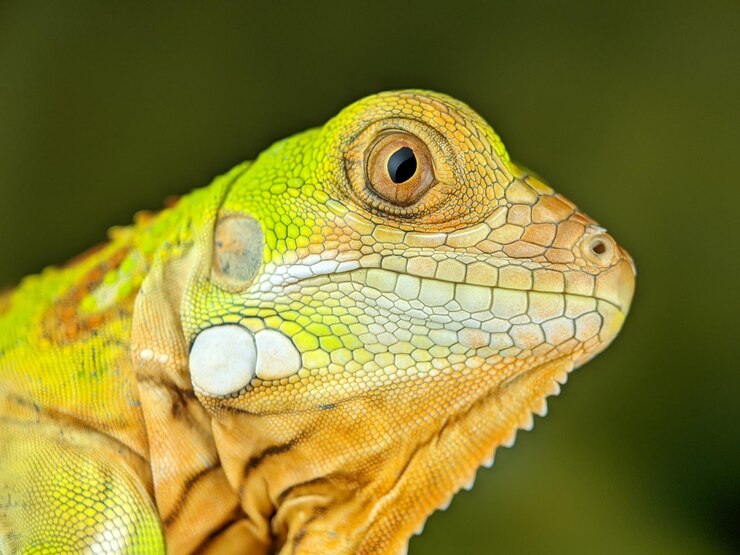 Photo マルチカラー