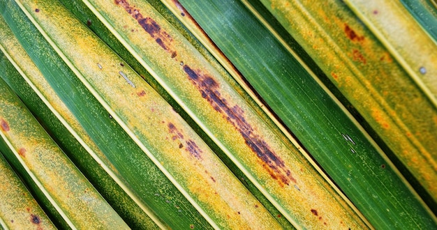 Multi-colour coconut leaves on close up