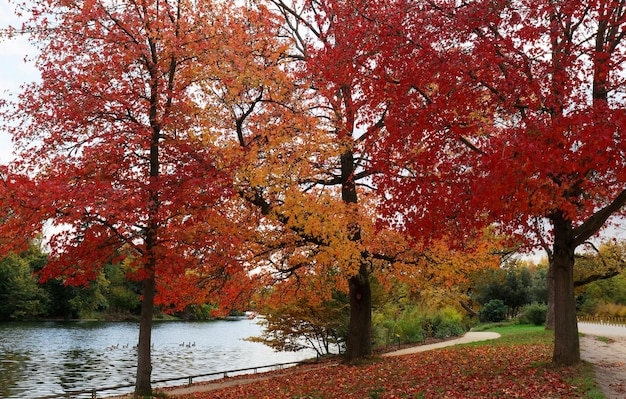 Multi colour trees in the autumn forest