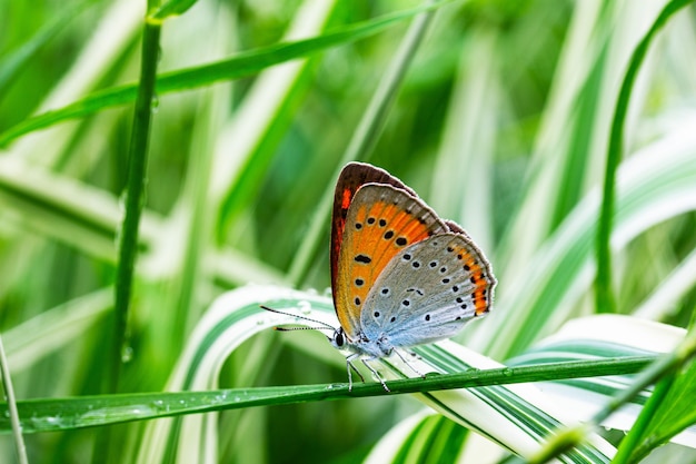 Multi-eyed unpaired butterfly (Lycaena dispar) on the green and white falaris grass in the garden on a summer day after rain, side view