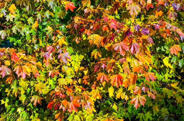 Multi gekleurde esdoorn bladeren herfst op de boomkroon.