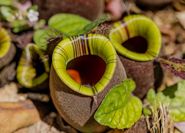 Multi soort Nepenthes plant