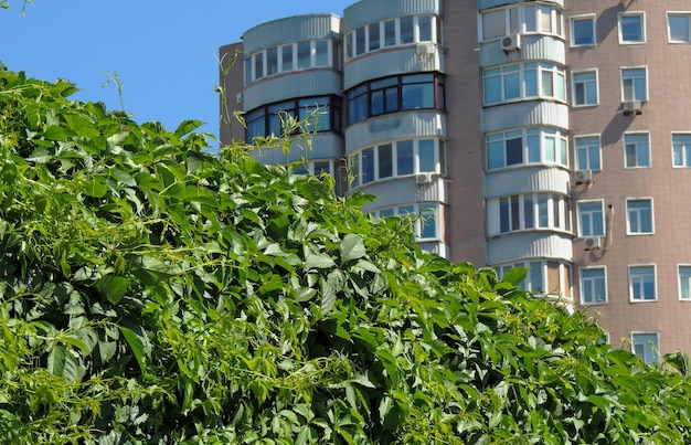 Multi Storey Building Behind Grass Wall 