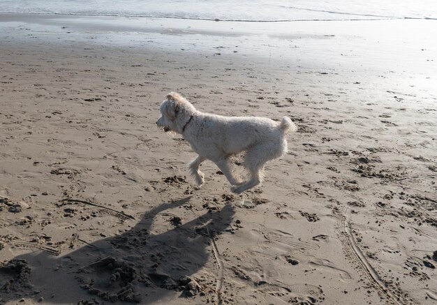 Multibred witte hond huisdier loopt op nat strand langs de kust