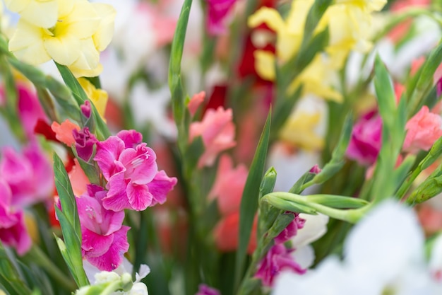 花瓶の多色花グラジオラス花