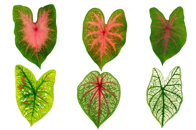 Multicolor Caladium leaves isolated on white background