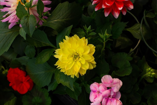 Multicolor chrysanthemums on a blurry background closeup Beautiful bright chrysanthemums bloom in autumn in the garden