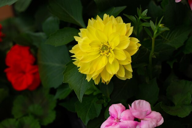 Multicolor chrysanthemums on a blurry background closeup Beautiful bright chrysanthemums bloom in autumn in the garden