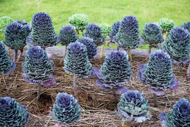 Multicolor decorative cabbage in blossom