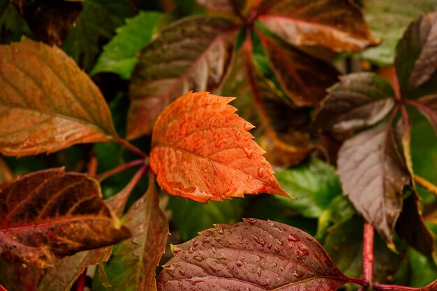 Multicolor esdoorn bladeren herfst