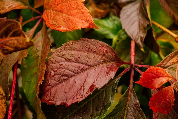 Multicolor esdoorn bladeren herfst