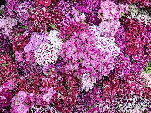 разноцветные цветы турецкая гвоздика dianthus barbatus цветочный фон турецкая гвоздика