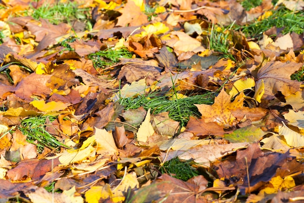 Fogliame multicolore di alberi decidui intrappolati sull'erba verde