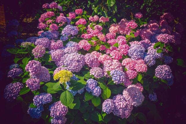 Multicolor Hidrangea bush in a garden