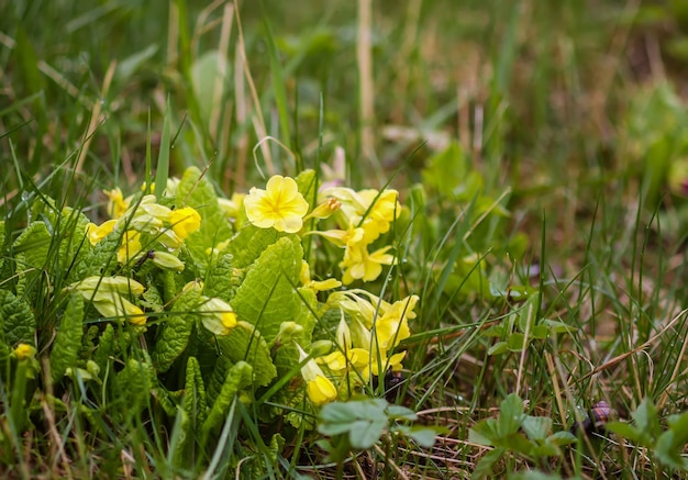 Multicolor Primrose or primula vulgaris first spring flowers in spring garden