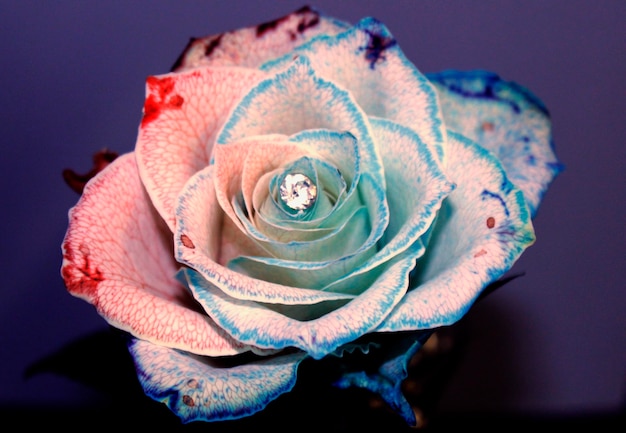 Photo multicolor rose