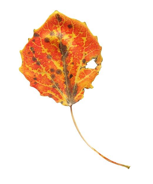 色とりどりの秋のアスペンの葉孤立したアスペンの紅葉