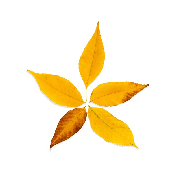 Photo multicolored autumn leaves set on a white background