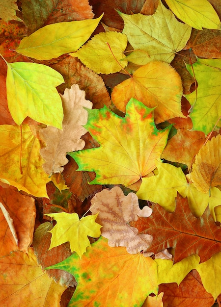 Multicolored autumn leaves vertical background