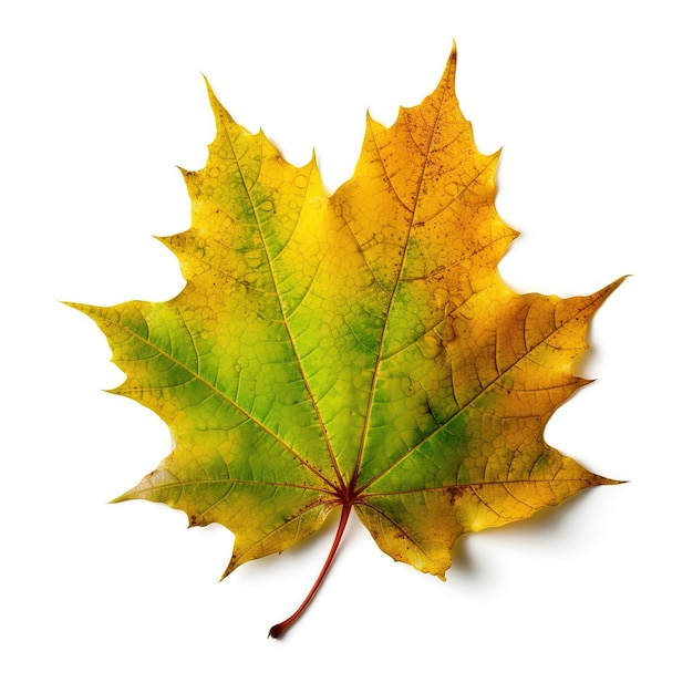 Multicolored autumn maple leaf on a white isolated background