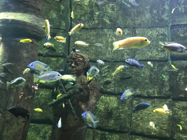 色とりどりの美しい魚が水族館で泳いだり、サンゴ礁の海で水中を泳いだりするコンセプト